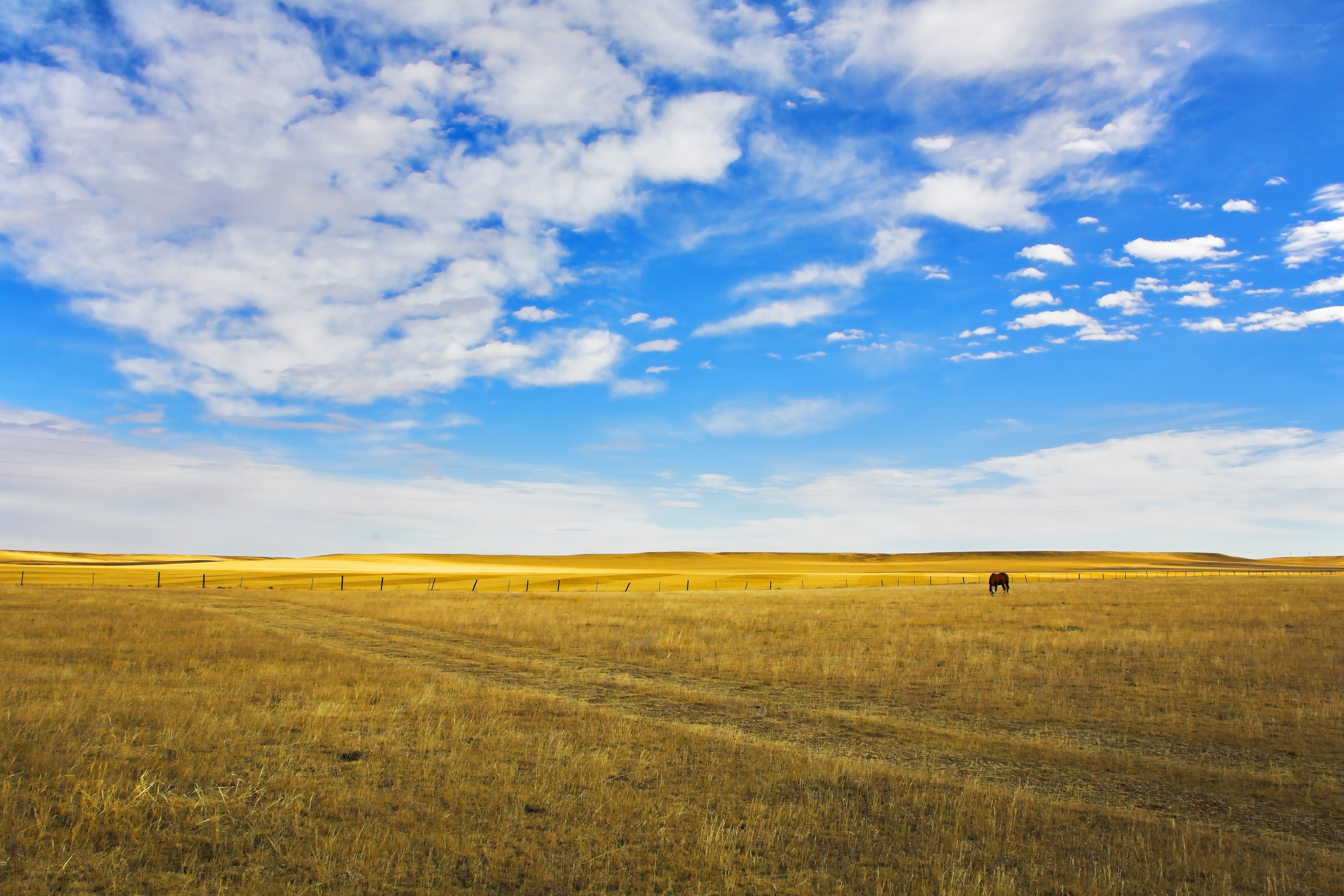 Horse in a golden field