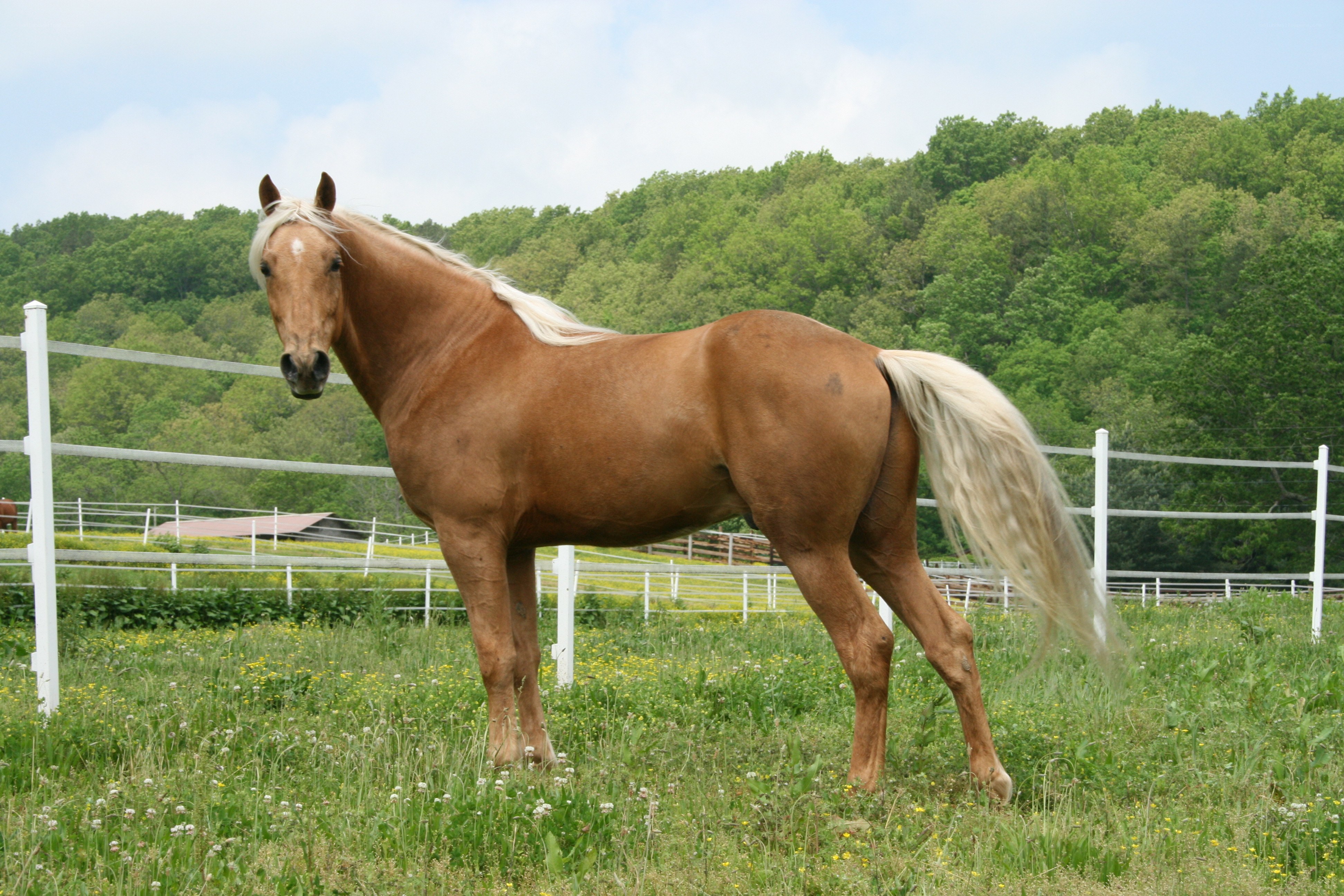 horse in a grassy field