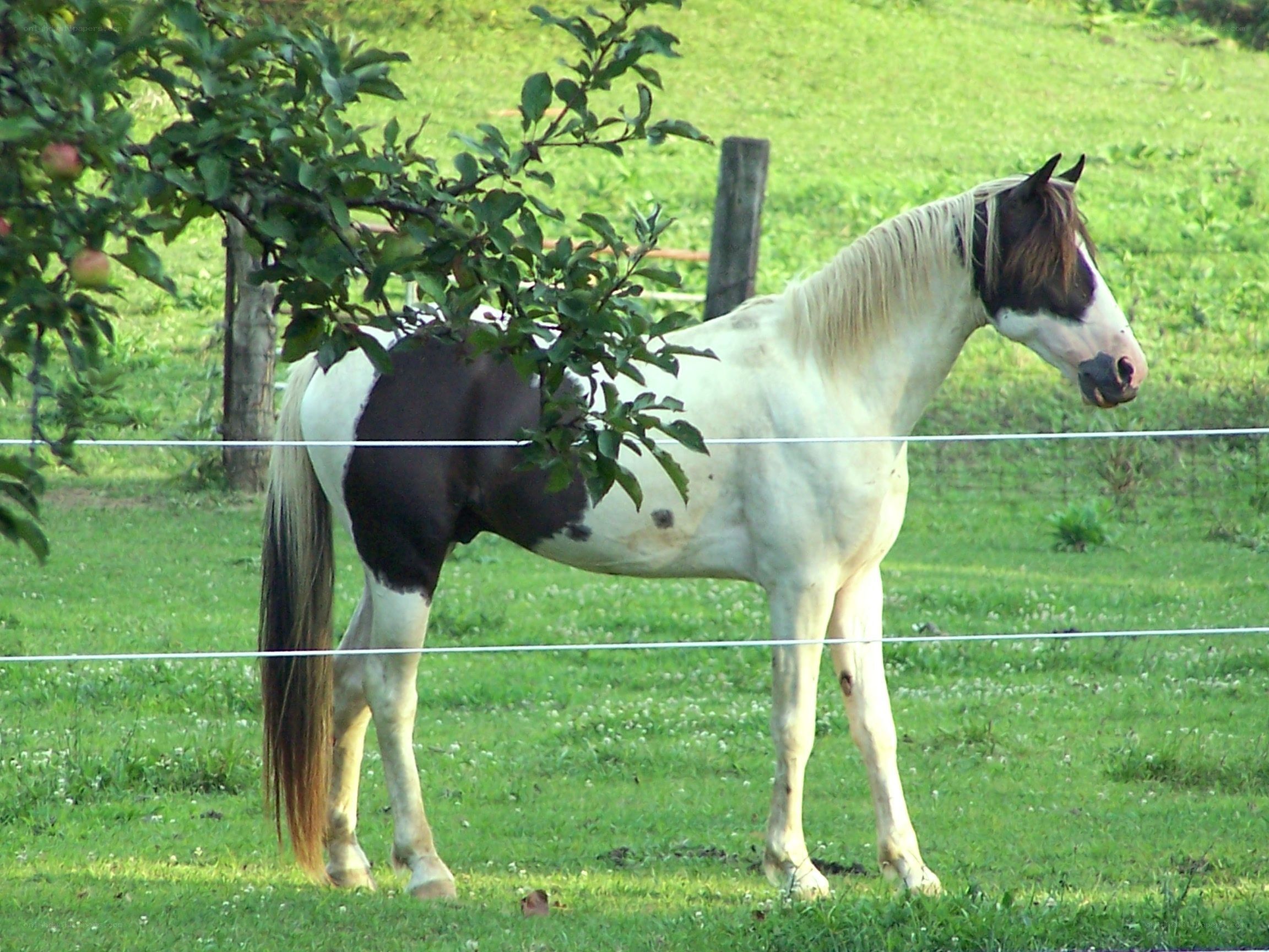 horse in a grassy field