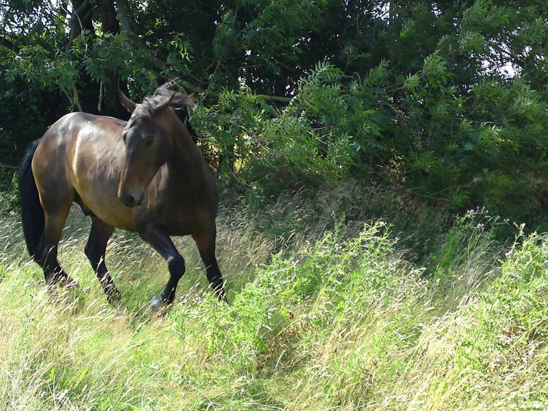 horse in a grassy field