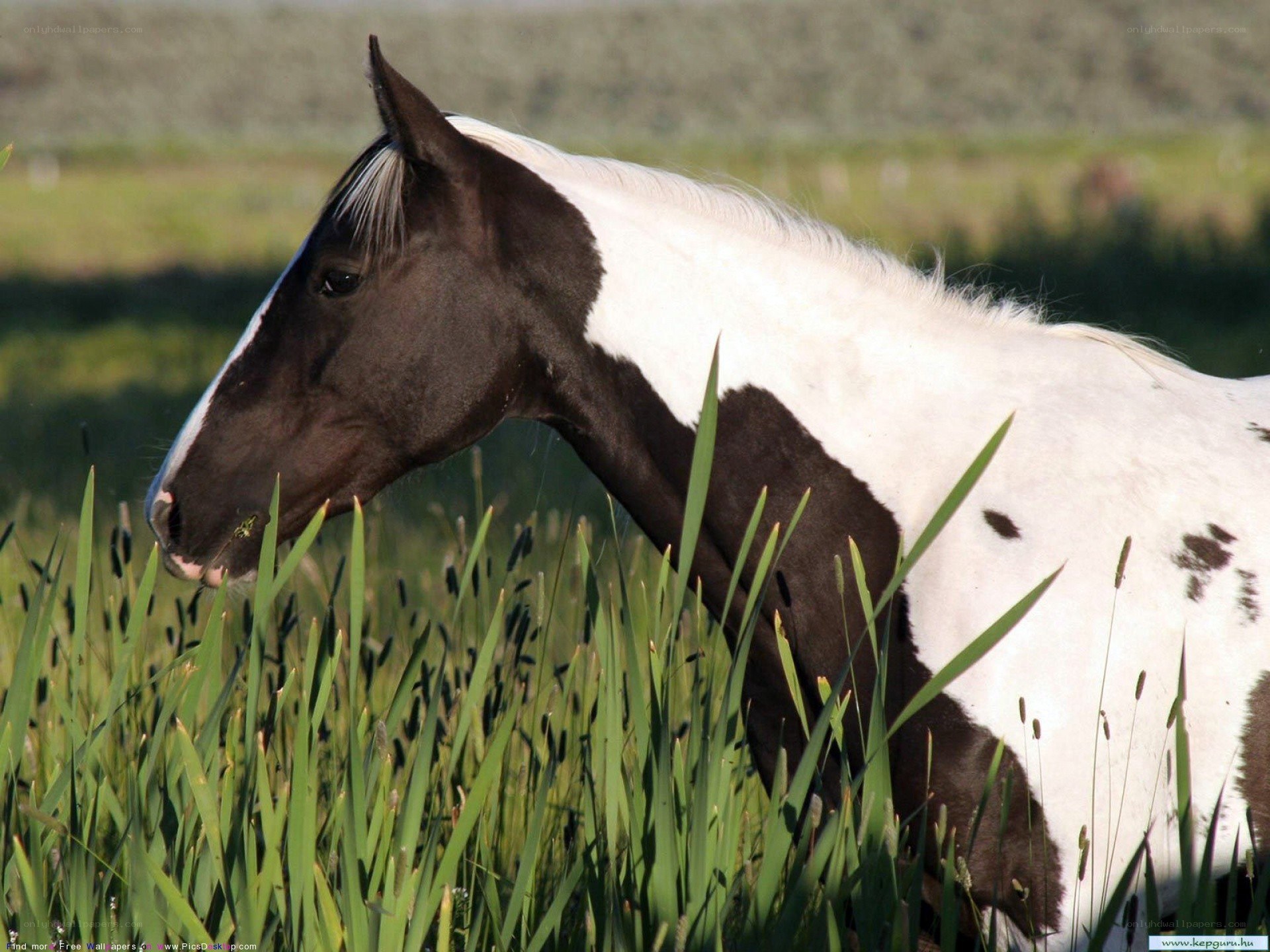 horse in a grassy field