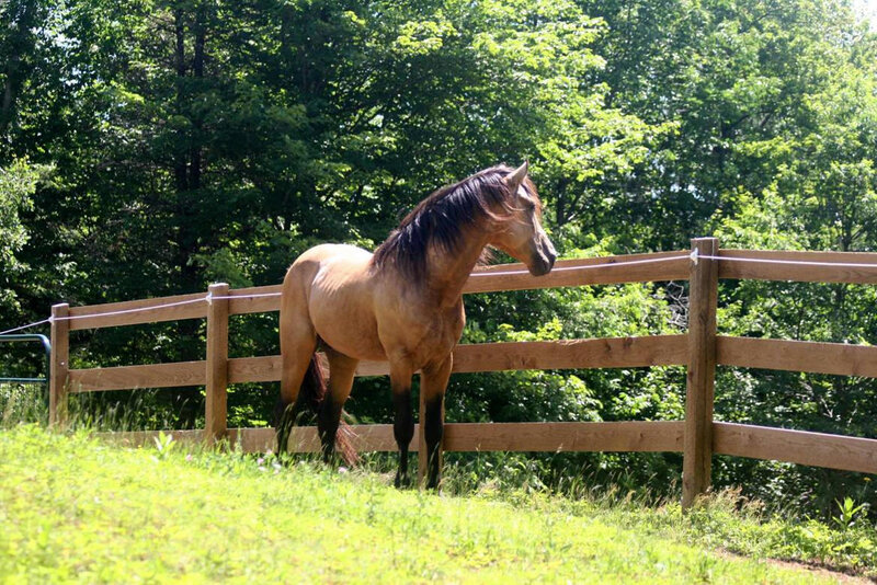 horse in a grassy paddock