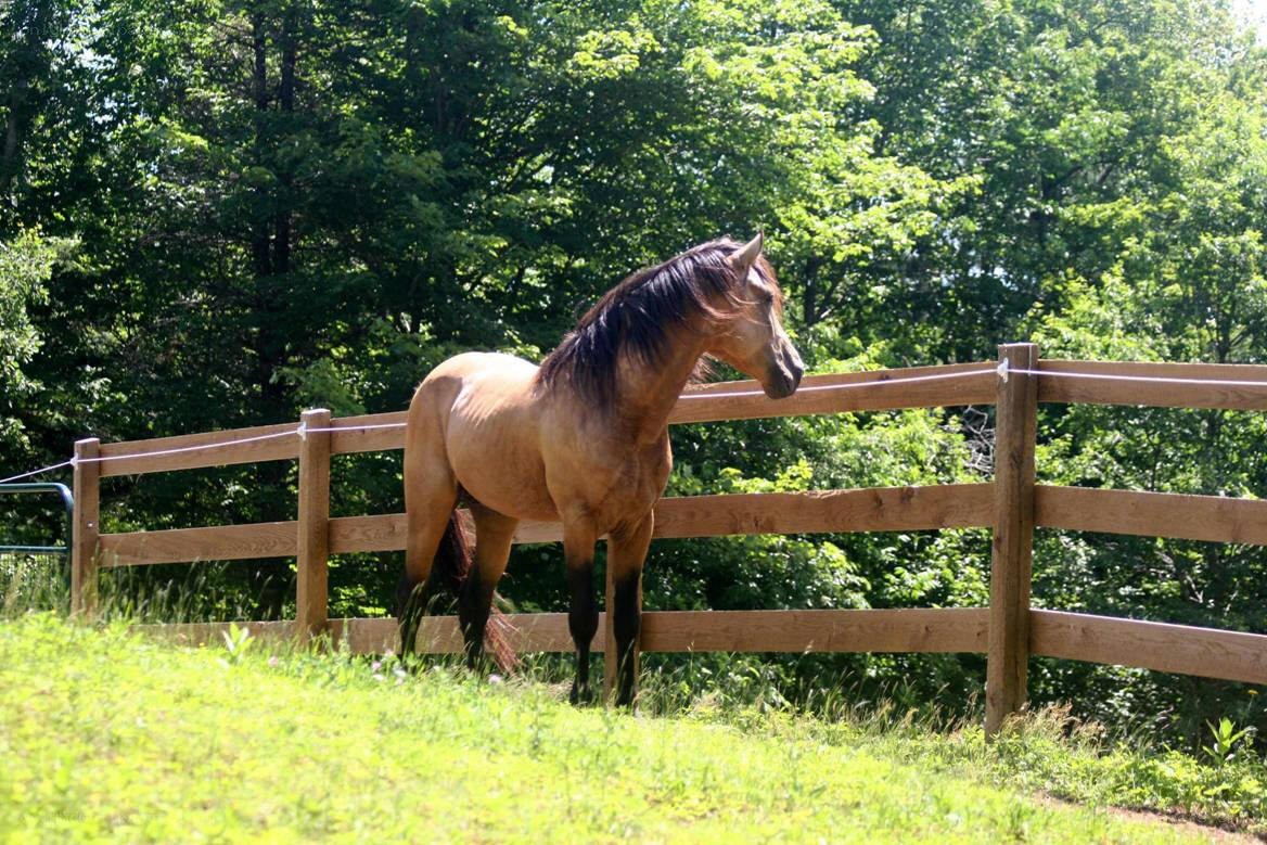 horse in a grassy paddock