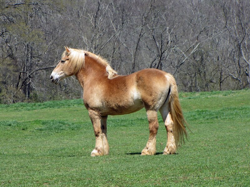horse in a green field