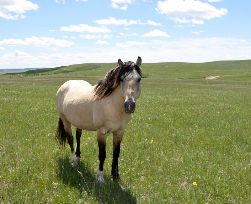 horse in a green field