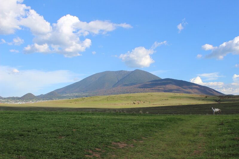 Horse in a green field with mountains