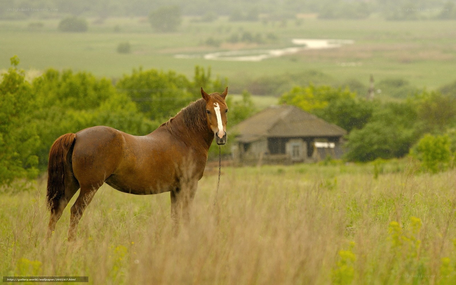 horse in a green field
