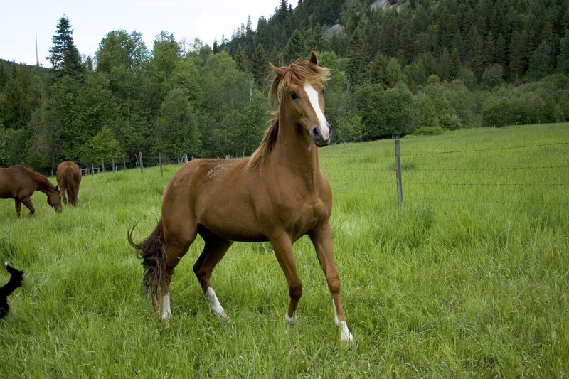 Horse in a green pasture