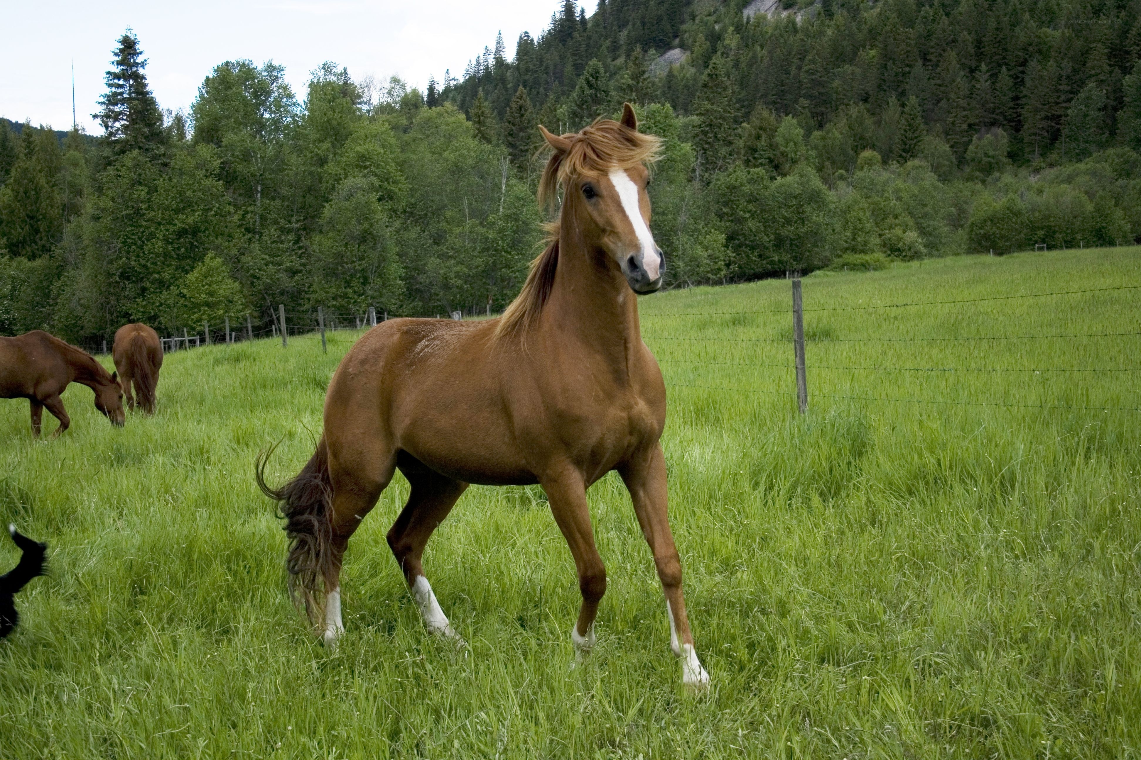 Horse in a green pasture