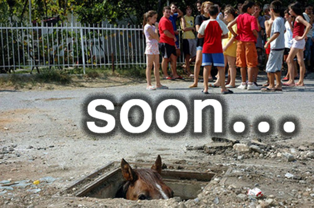 horse in a manhole