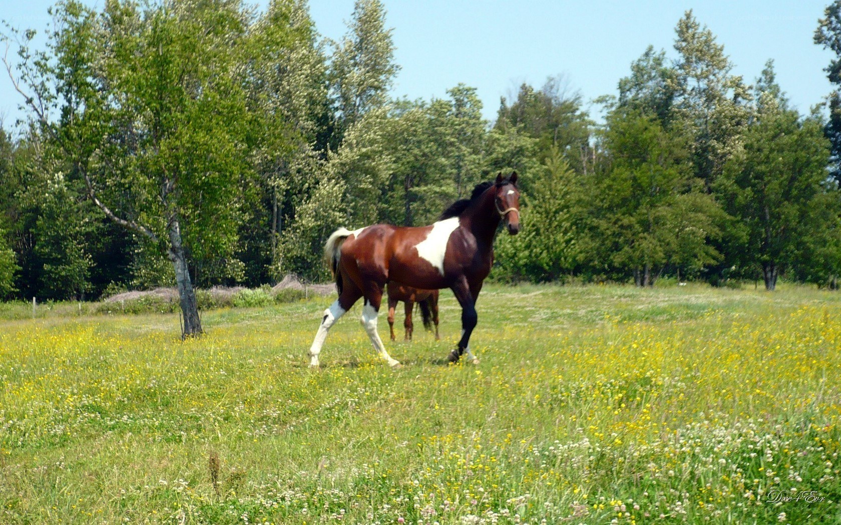horse in a meadow