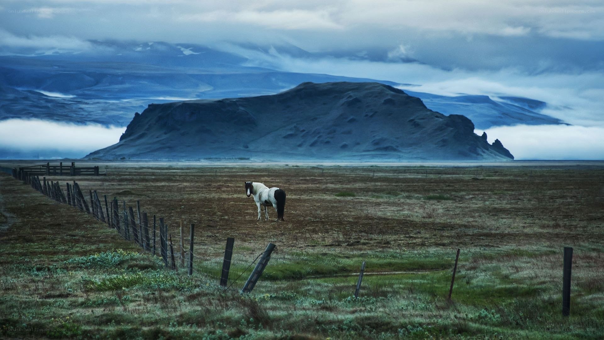 horse in a misty field