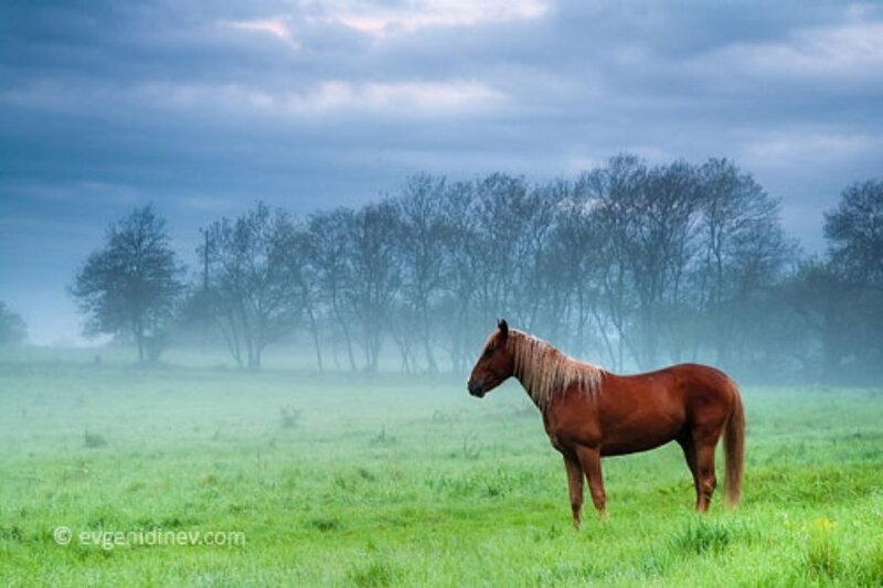 horse in a misty field