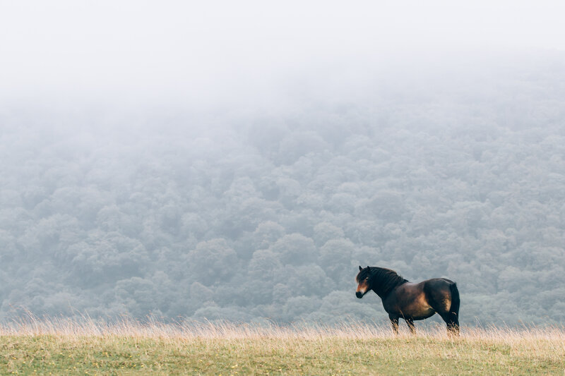 Horse in a misty field