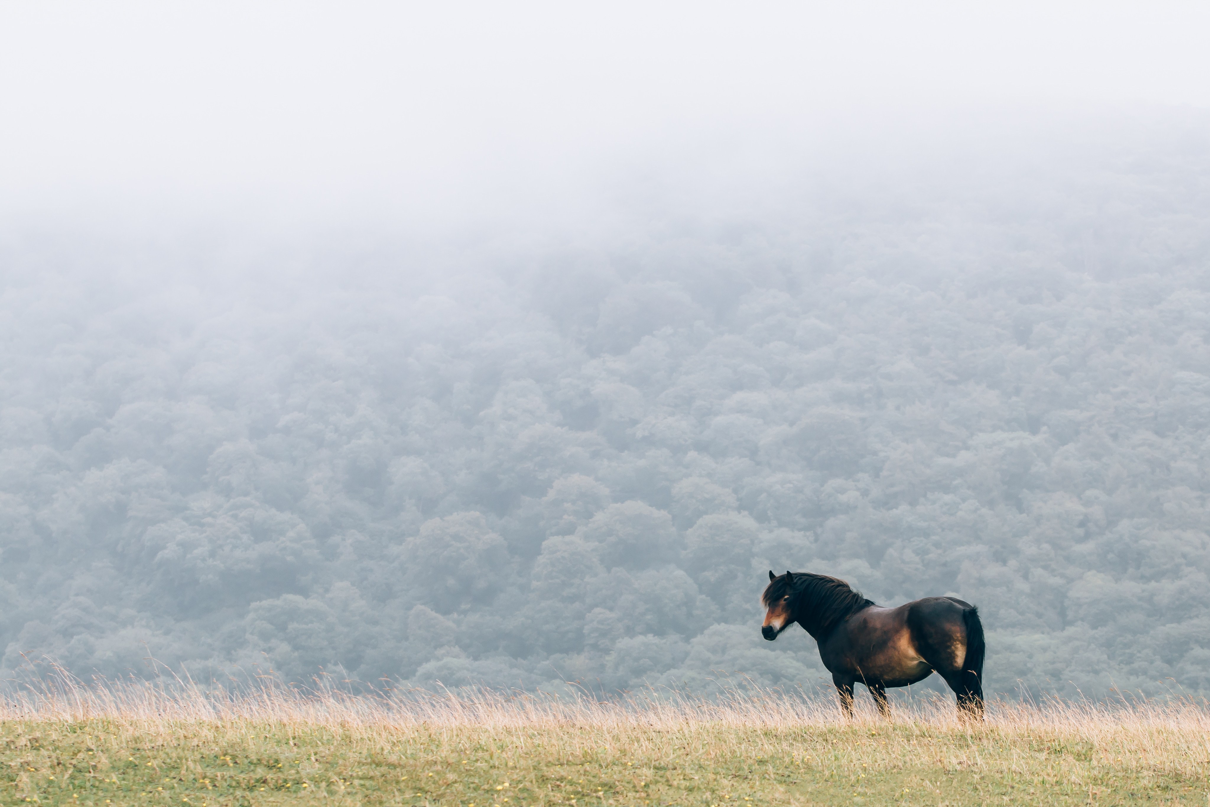 Horse in a misty field
