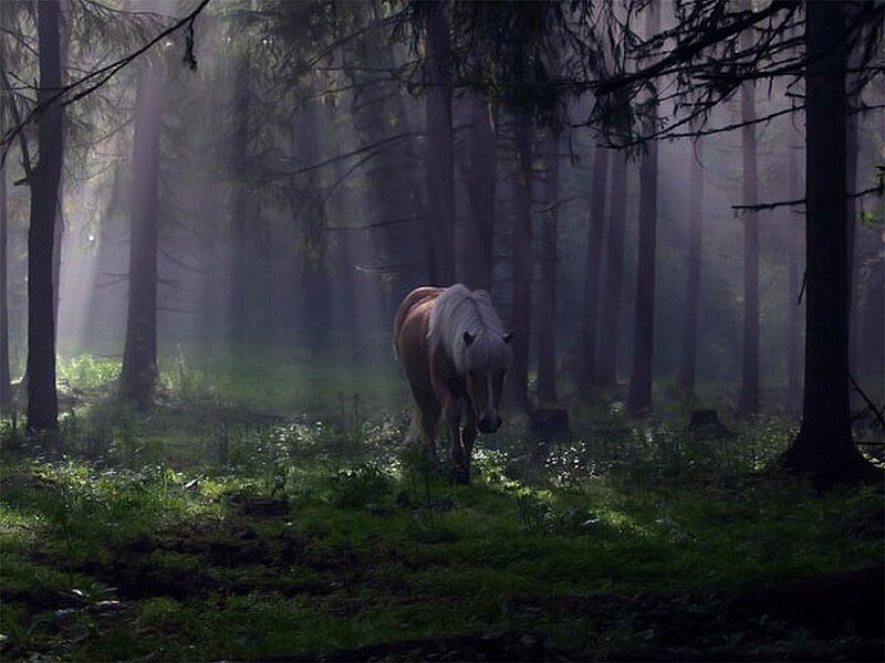 Horse in a misty forest