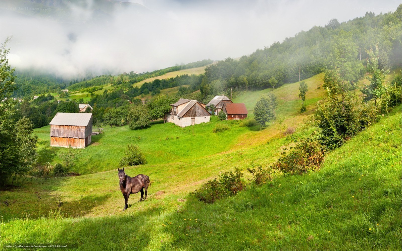Horse in a misty valley