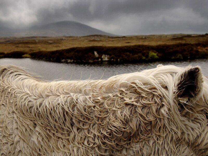 horse in a moorland landscape