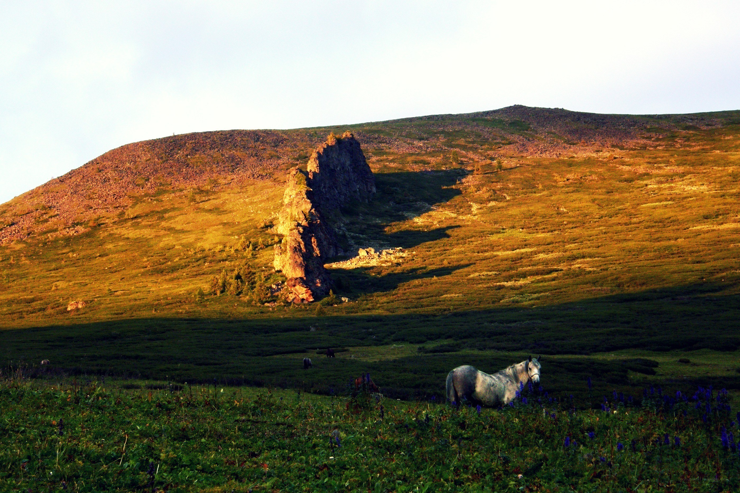 Horse in a mountain valley