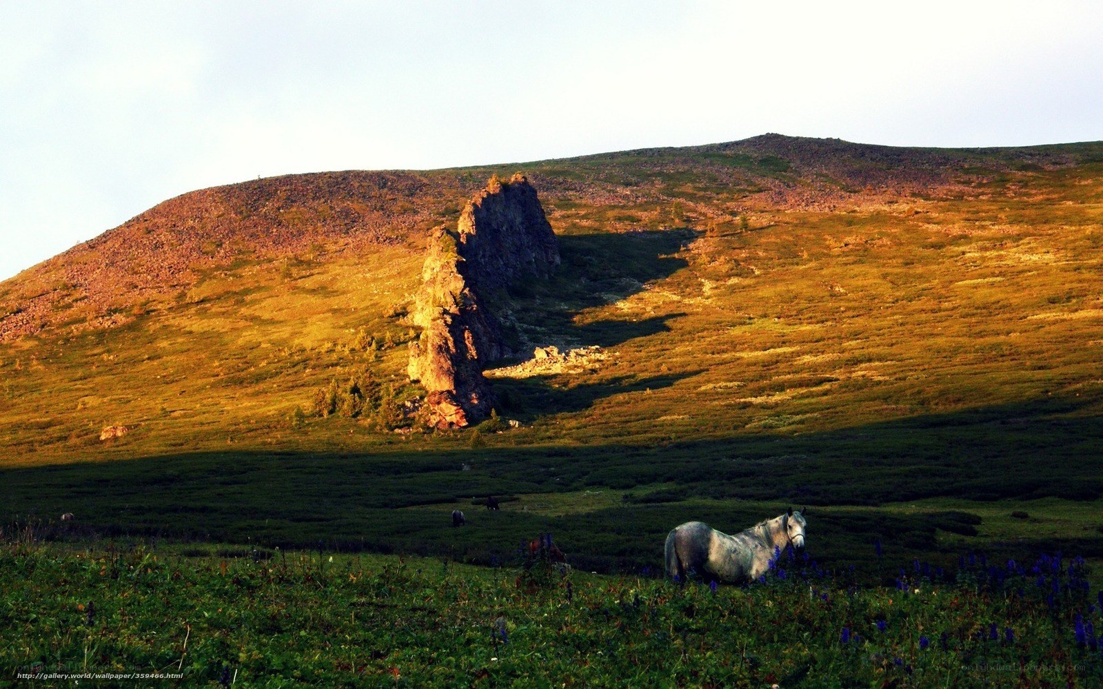 Horse in a mountain valley