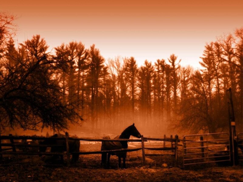 Horse in a Paddock — Orange