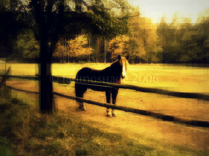 Horse in a Paddock — Yellow