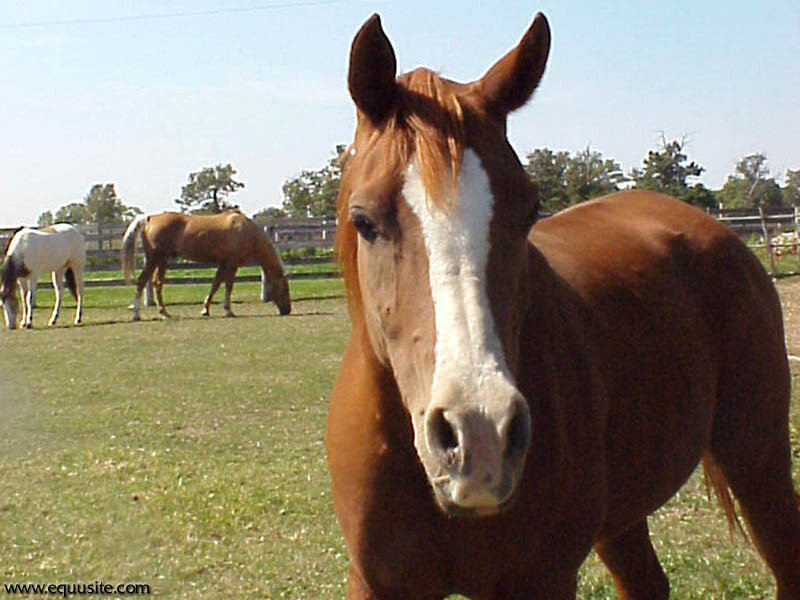 Horse in a pasture