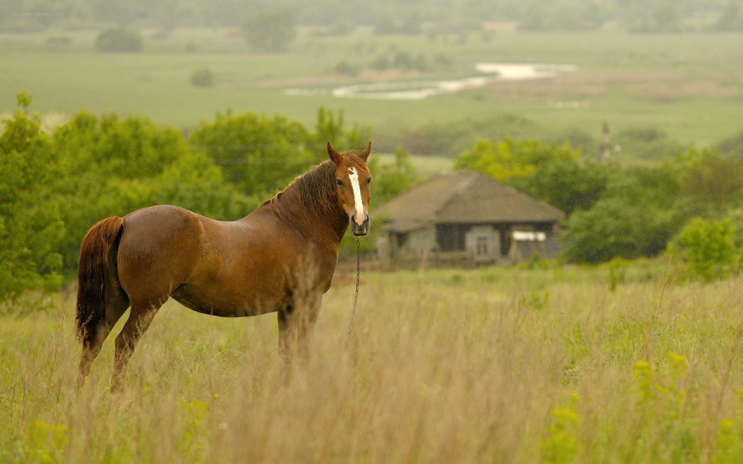 horse in a rainy field