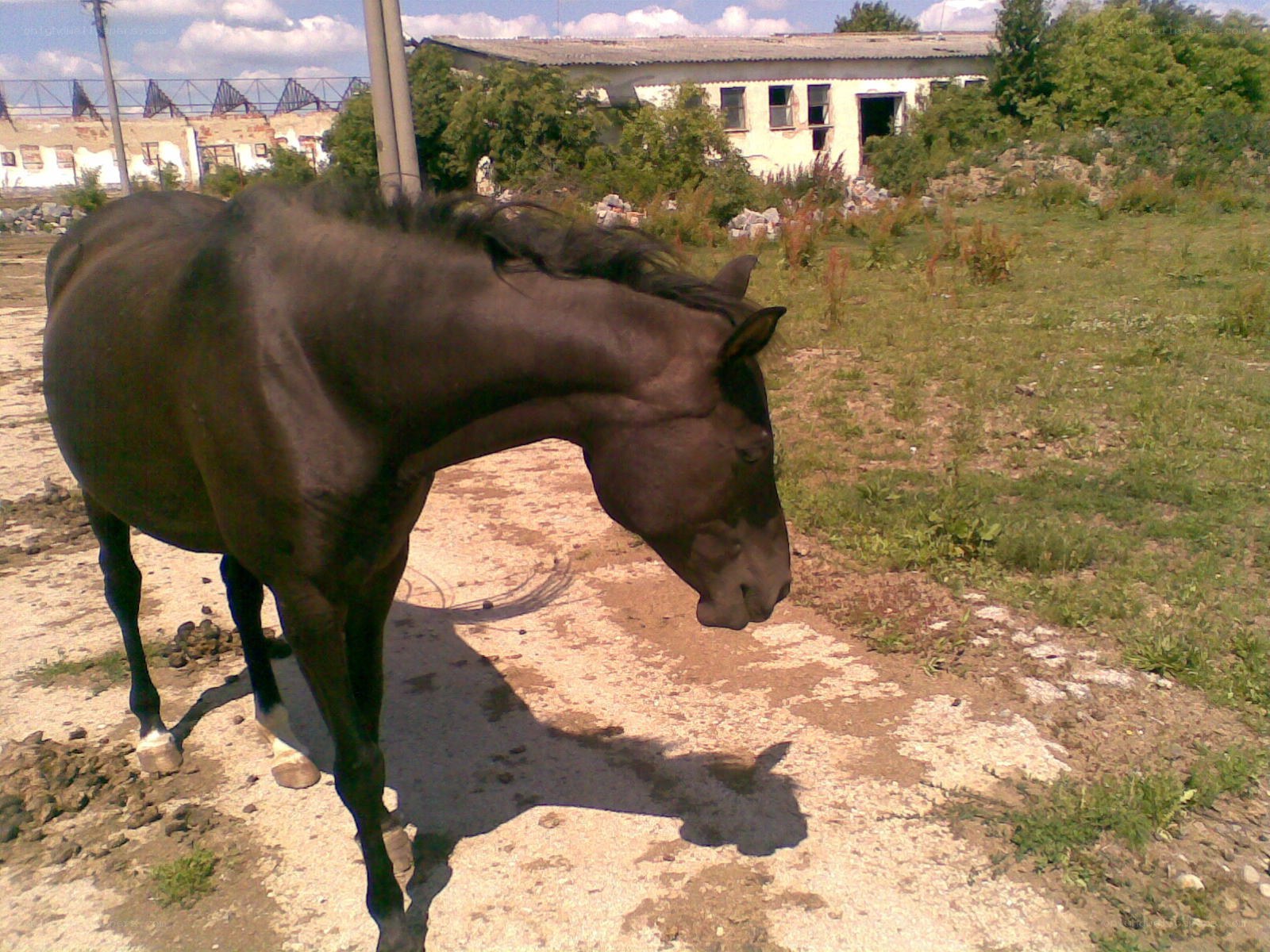 horse in a rural area