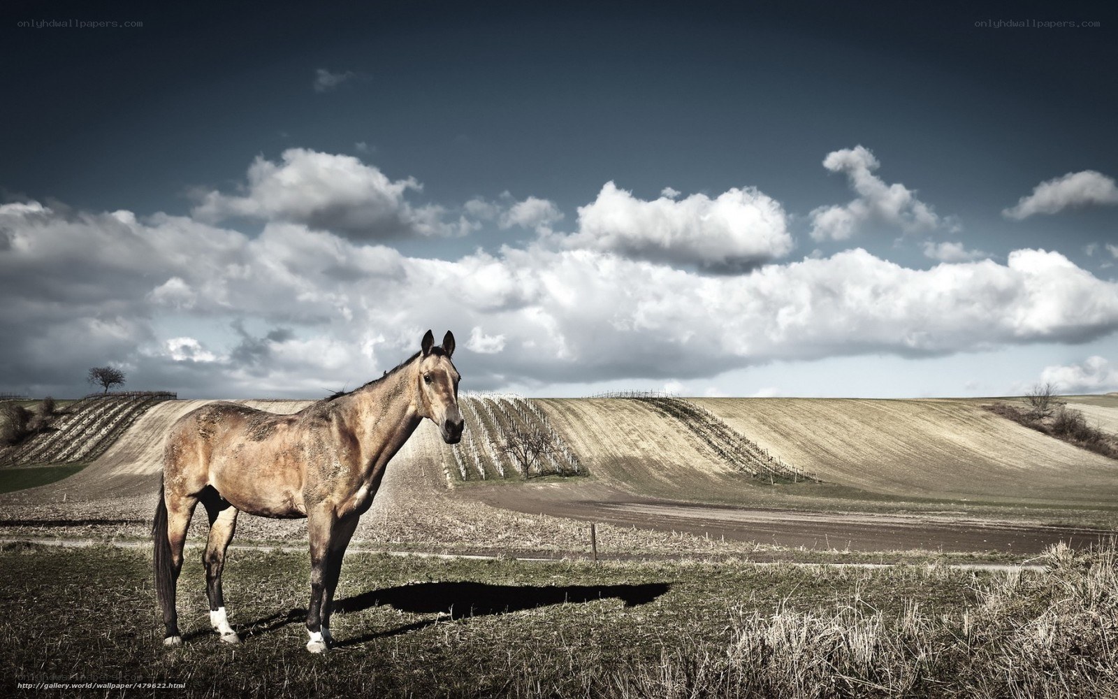 Horse in a rural landscape