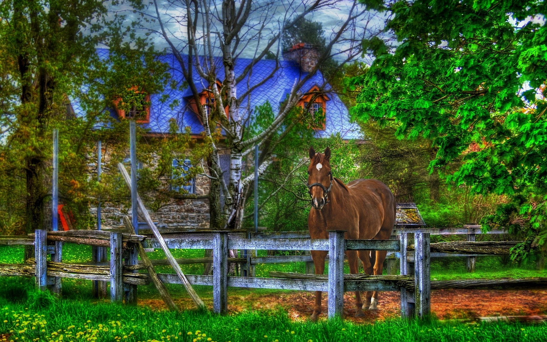 Horse in a rural paddock