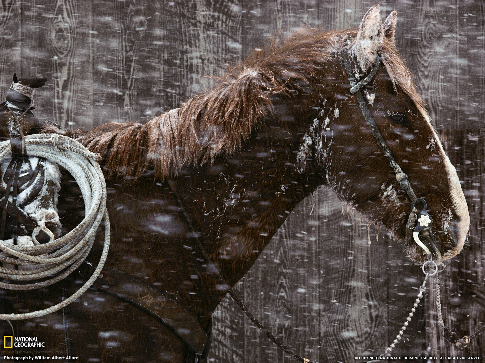 Horse in a snowstorm