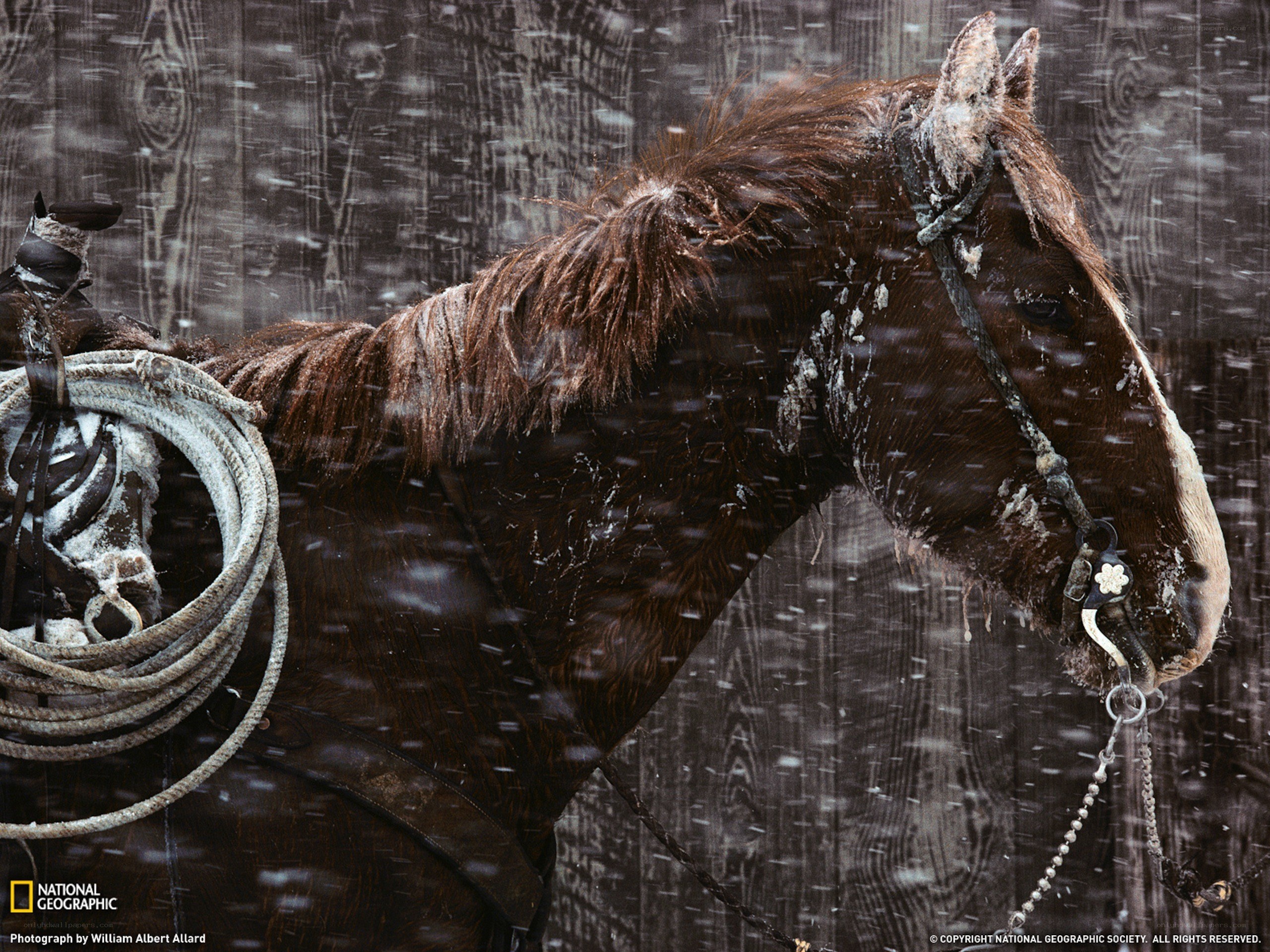Horse in a snowstorm