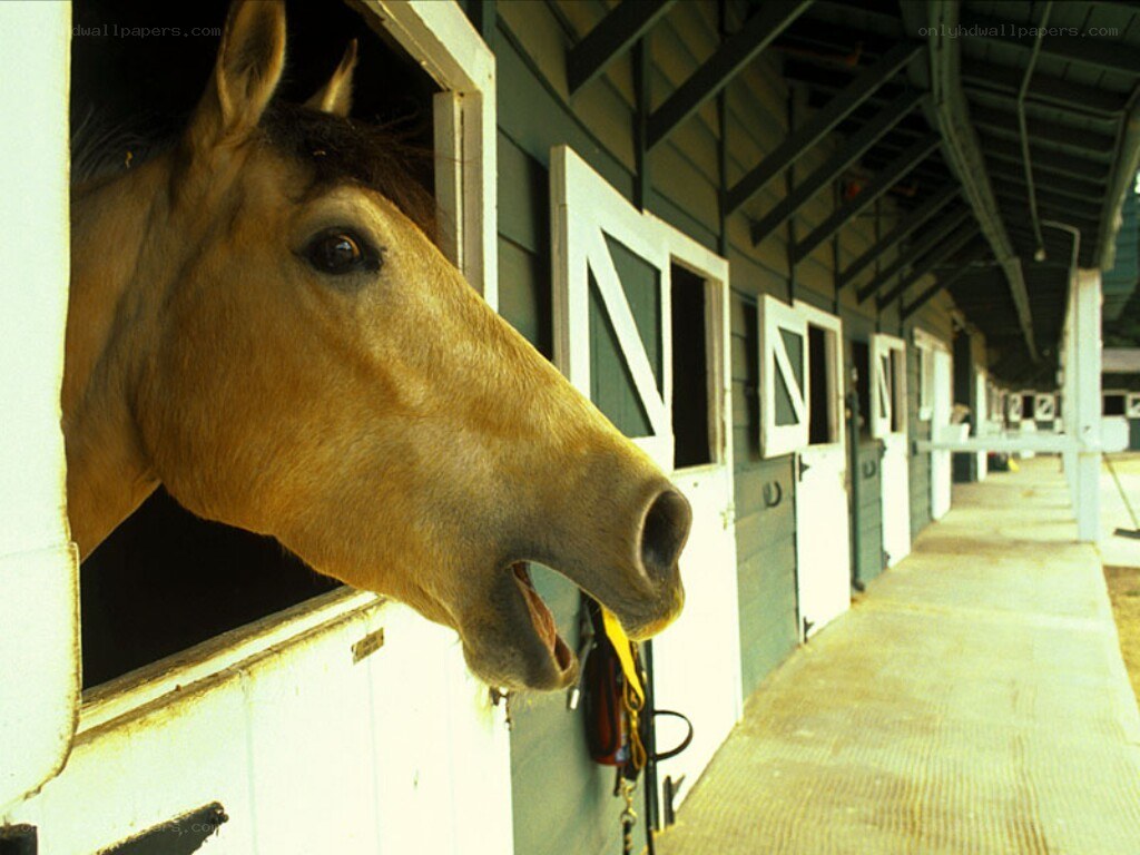 horse in a stable