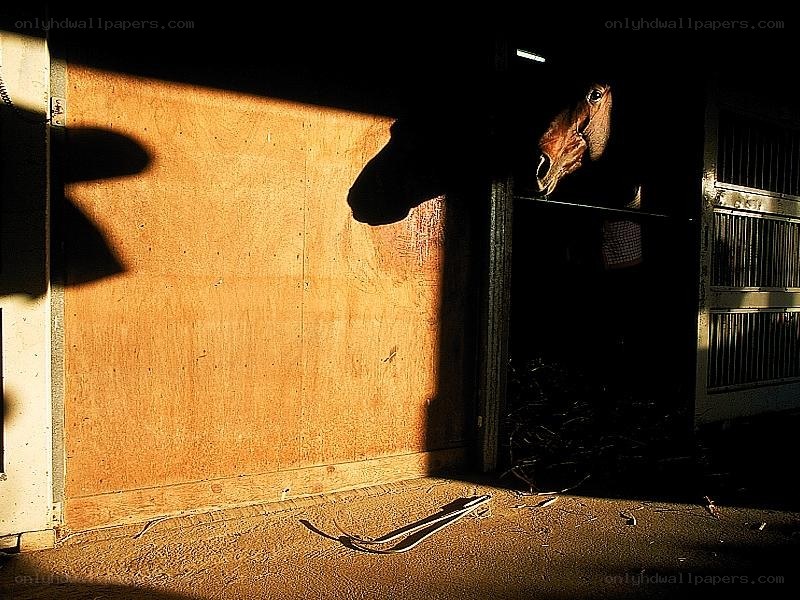 horse in a stable at sunset