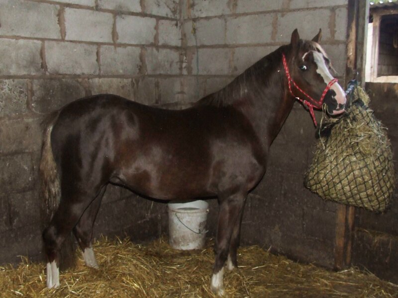 horse in a stable eating hay