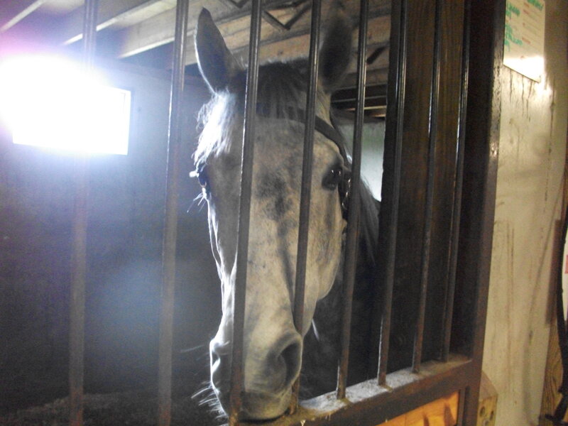 horse in a stable stall