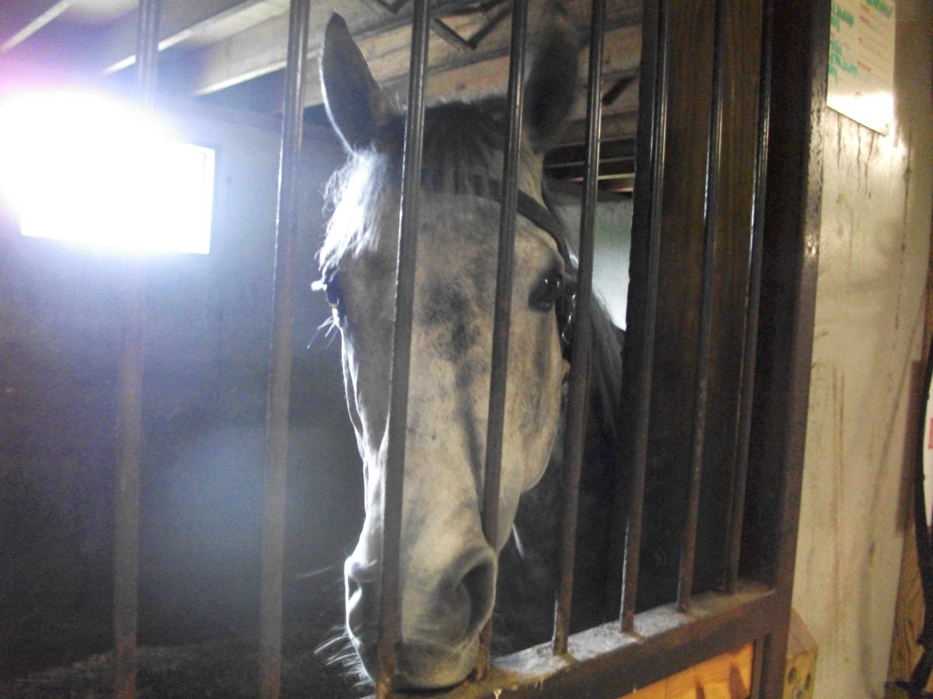 horse in a stable stall