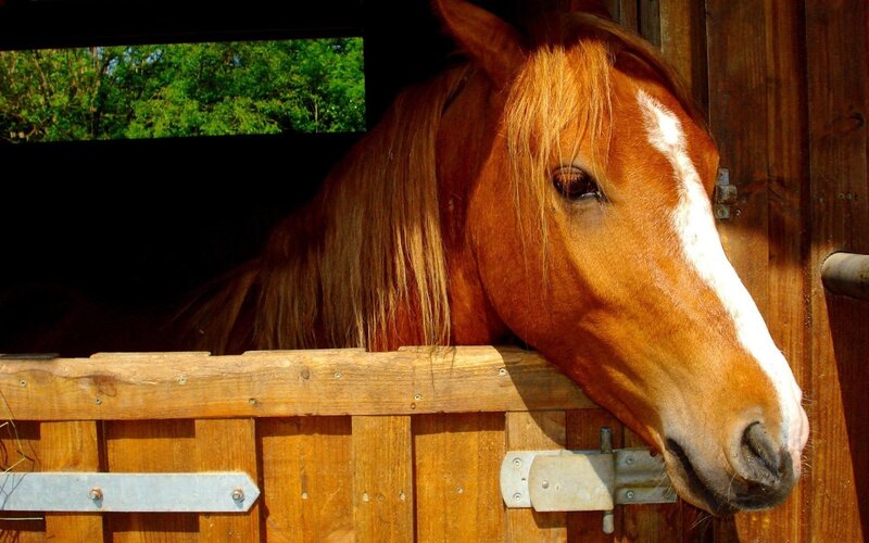 horse in a stable