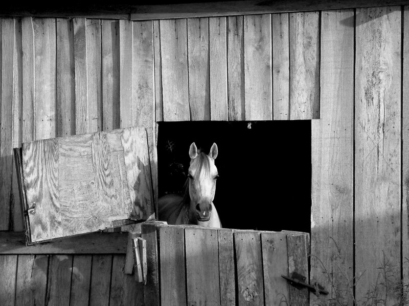 horse in a stable window