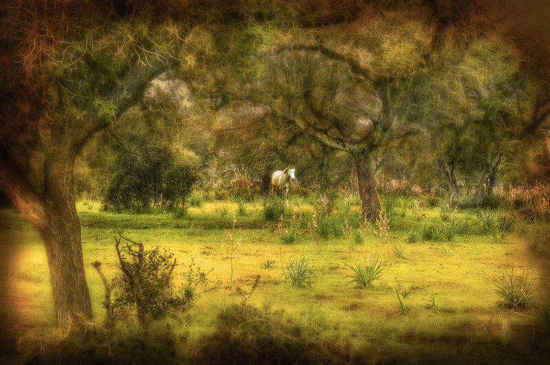 Horse in a sunlit forest
