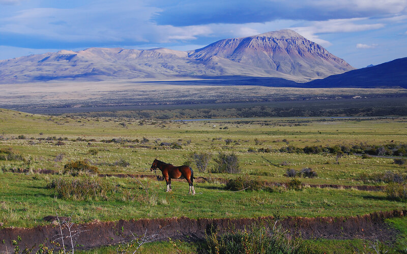 Horse in a vast landscape