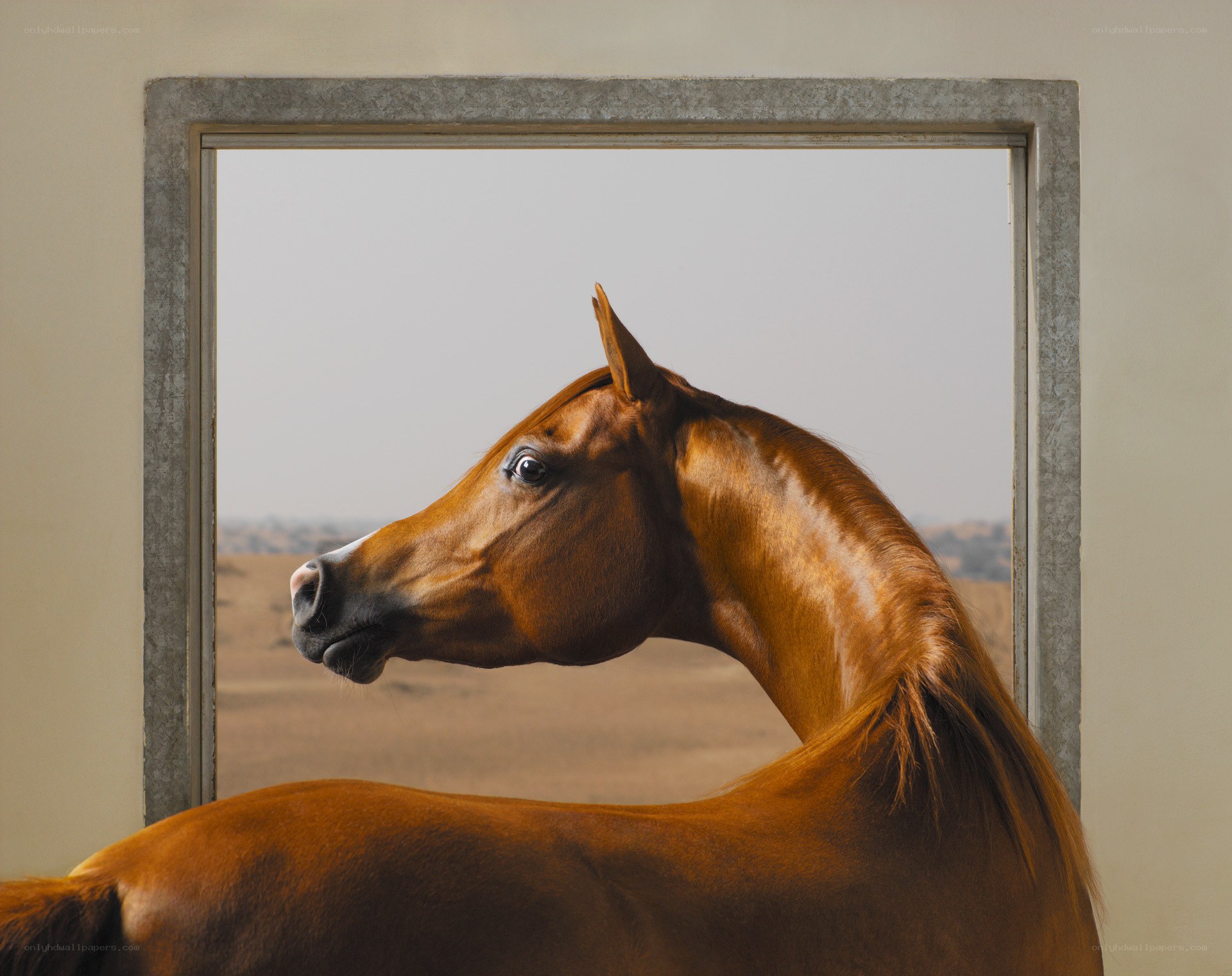 horse in a window frame