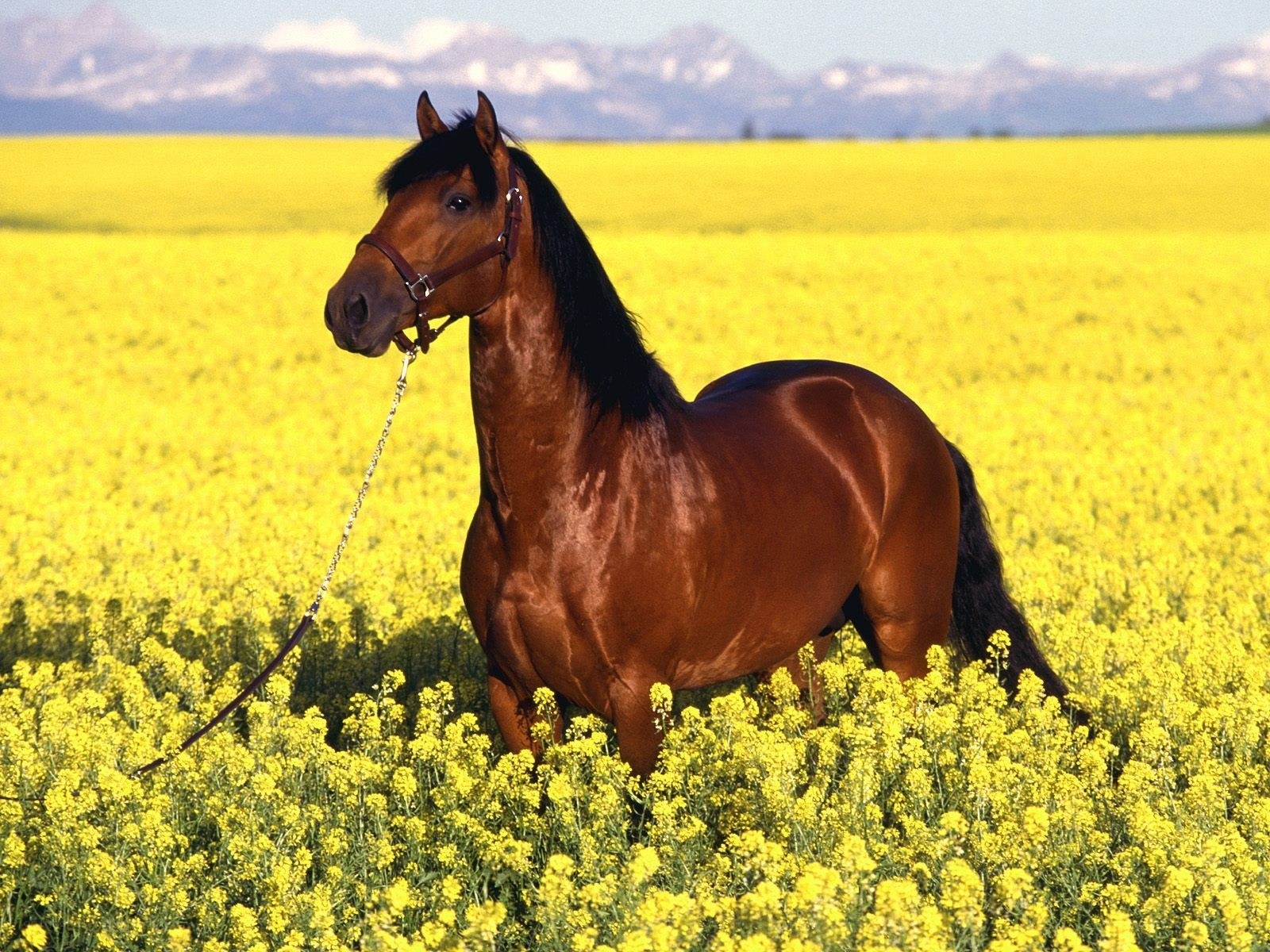 horse in a yellow field