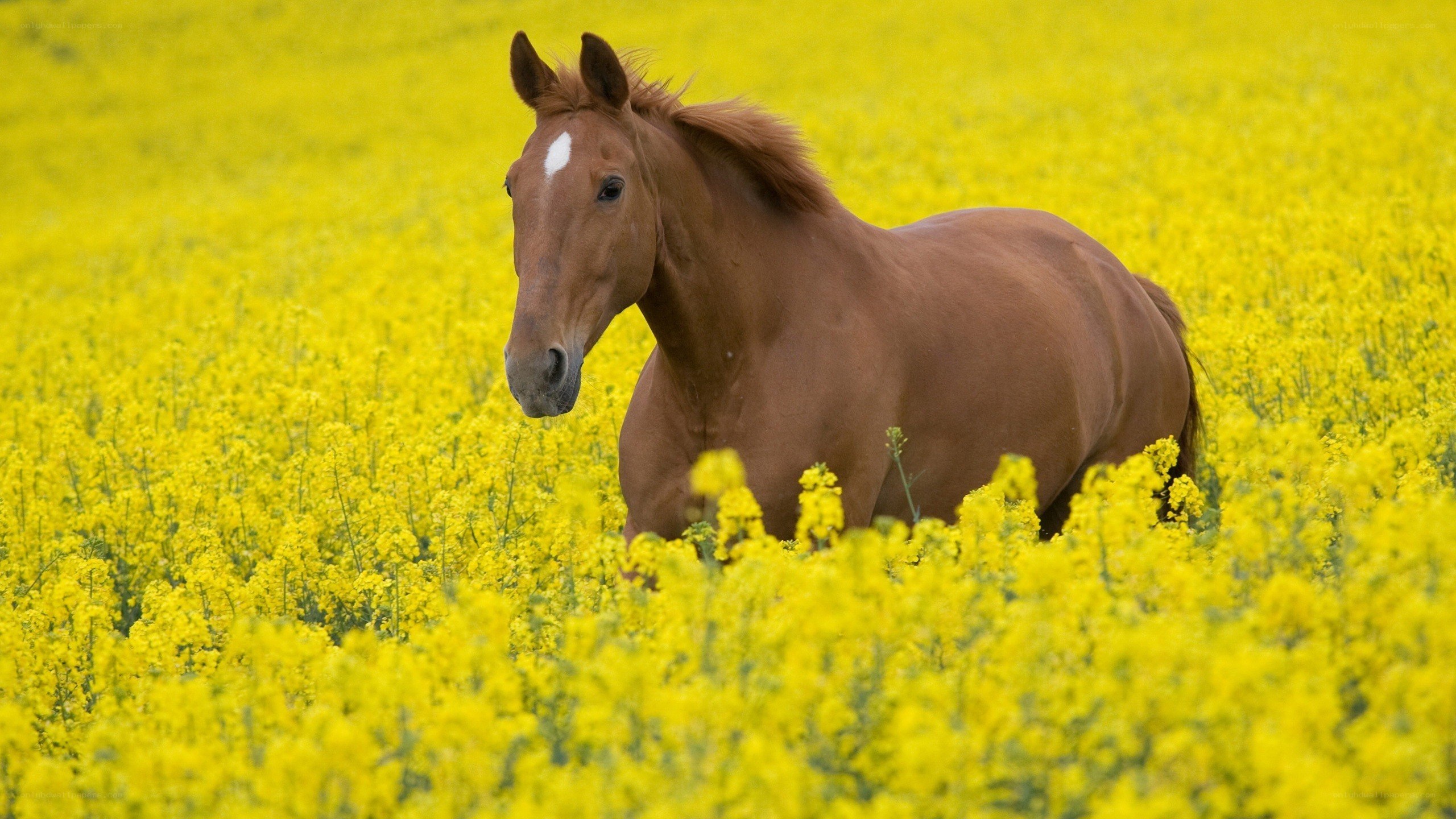 horse in a yellow flower field