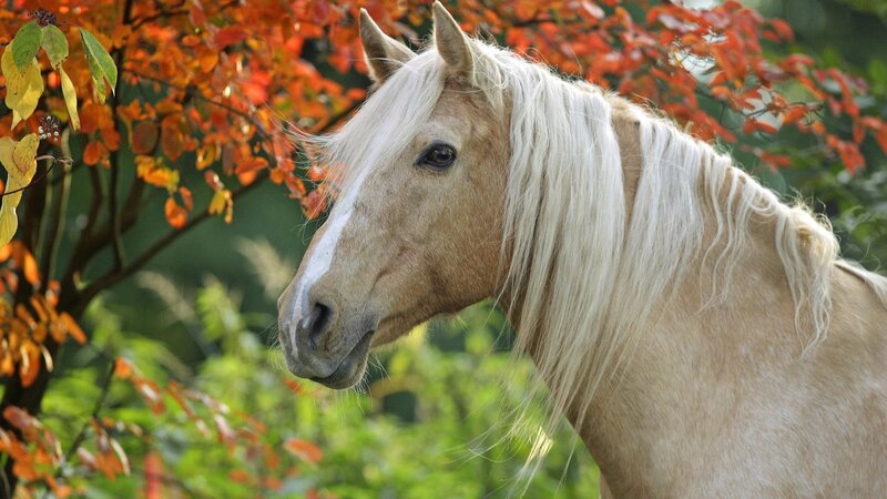 horse in autumn foliage