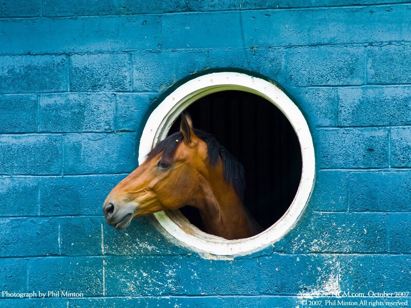 horse in blue stable window