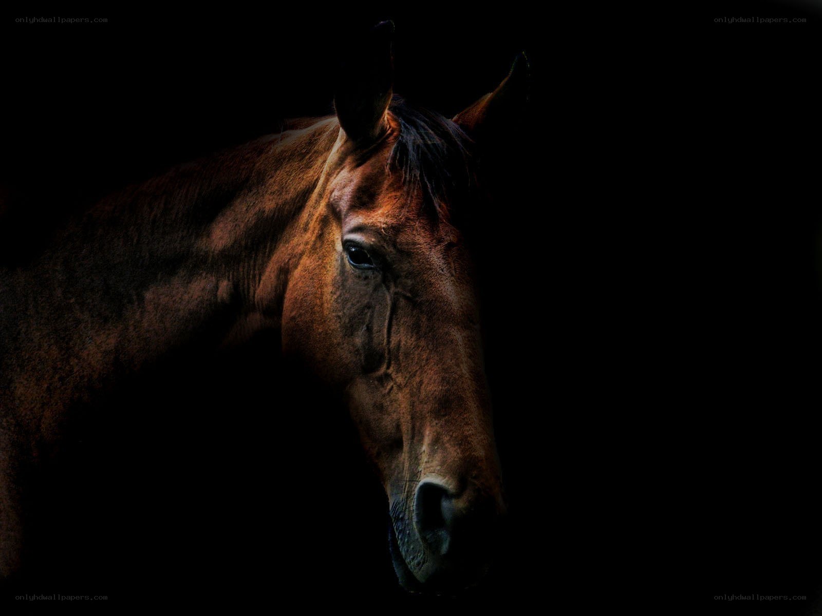 horse in dark silhouette