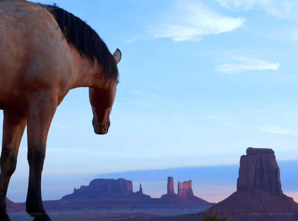 horse in desert landscape