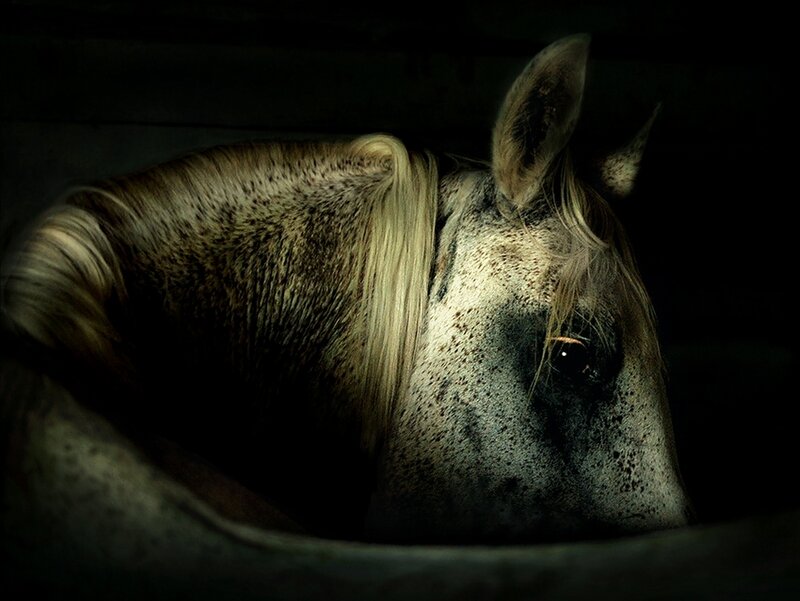 horse in dim light
